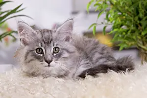 Skogkatt: Cat - Norwegian Forest Cat - 10 weeks old Kitten