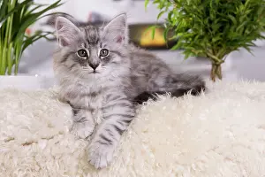 Skogkatt: Cat - Norwegian Forest Cat - 10 weeks old Kitten