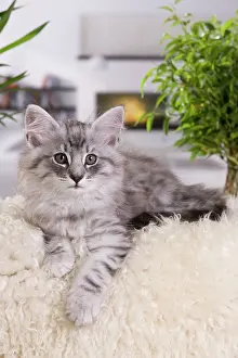 Skogkatt: Cat - Norwegian Forest Cat - 10 weeks old Kitten