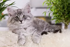 Skogkatt: Cat - Norwegian Forest Cat - 10 weeks old Kitten