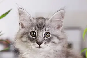 Skogkatt: Cat - Norwegian Forest Cat - 10 weeks old Kitten