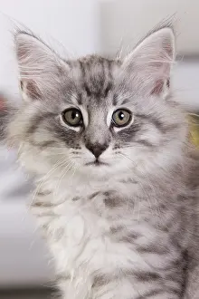 Skogkatt: Cat - Norwegian Forest Cat - 10 weeks old Kitten