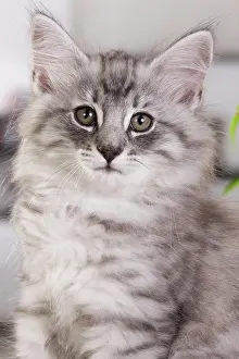 Skogkatt: Cat - Norwegian Forest Cat - 10 weeks old Kitten