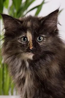 Skogkatt: Cat - Norwegian Forest Cat - 10 weeks old Kitten
