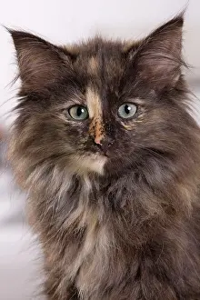 Skogkatt: Cat - Norwegian Forest Cat - 10 weeks old Kitten