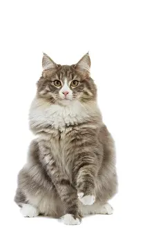 Norwegiann: Cat - Norwegian Forest Cat