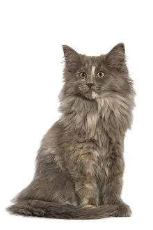 Norwegiann: Cat - Norwegian Forest Cat