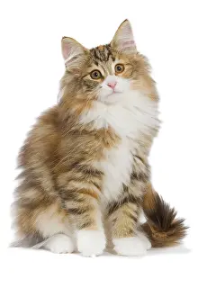 Norwegiann: Cat - Norwegian Forest Cat