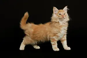 Skogkatter: Cat - Norwegian Forest Cat