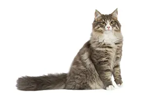 Skogkatter: Cat - Norwegian Forest Cat