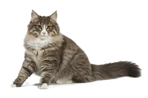Skogkatter: Cat - Norwegian Forest Cat