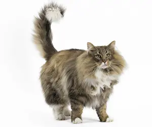 Bushy: Cat Norwegian Forest Cat