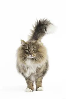 Bushy: Cat Norwegian Forest Cat
