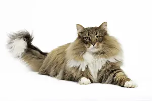 Bushy: Cat Norwegian Forest Cat