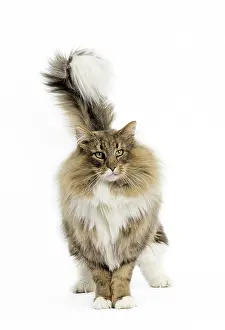 Bushy: Cat Norwegian Forest Cat