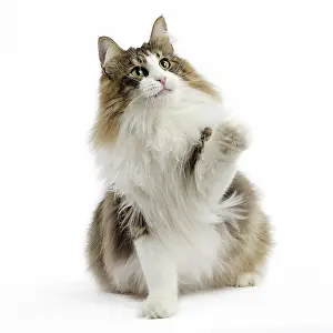 Waving: Cat Norwegian Forest Cat