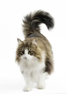 Bushy: Cat Norwegian Forest Cat