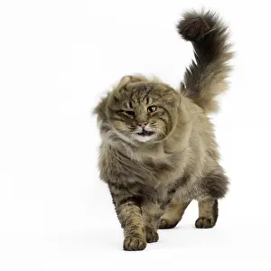 Bushy: Cat Norwegian Forest Cat