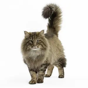 Bushy: Cat Norwegian Forest Cat