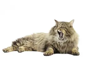 Growling: Cat Norwegian Forest Cat