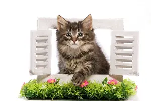 Shutters: Cat - Norwegian Forest Cat kitten looking through