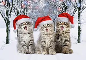 Ake Lindau: Cat Norwegian Forest Cat wearing Christmas hats