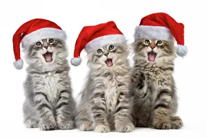 Breast: Cat Norwegian Forest Cat wearing Christmas hats