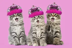 110418: Cat - Norwegian Forest Cat wearing Happy Birthday