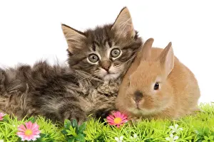 Skogkatt: Cat - Norwegian Forest kitten and Dwarf Rabbit