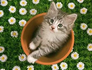Skogkatt: Cat - Norwegian forest kitten in flowerpot with flowers