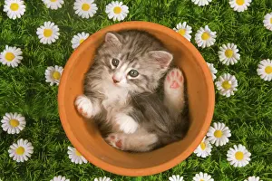 Jean-michel Labat: Cat - Norwegian forest kitten in flowerpot with flowers