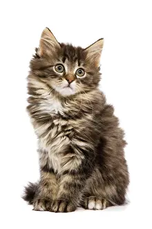 Skogkatter: Cat - Norwegian Forest kitten in studio