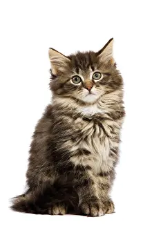 Skogkatt: Cat - Norwegian Forest kitten in studio