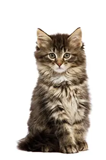 Skogkatt: Cat - Norwegian Forest kitten in studio