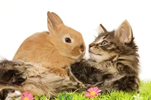 Skogkatt: Cat - Norwegian Forest kitten in studio with Dwarf