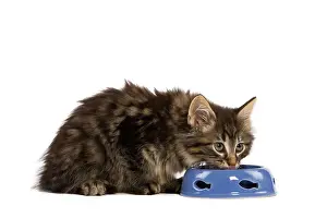 Skogkatt: Cat - Norwegian Forest kitten in studio eating from cat bowl