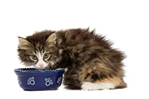 Skogkatt: Cat - Norwegian Forest kitten in studio eating from cat bowl