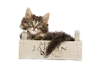 Skogkatt: Cat - Norwegian Forest kitten in studio lying in wooden box