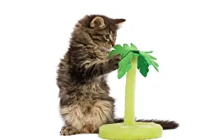 Skogkatt: Cat - Norwegian Forest kitten in studio playing