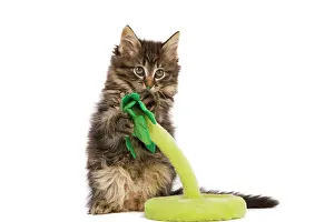 Skogkatt: Cat - Norwegian Forest kitten in studio playing