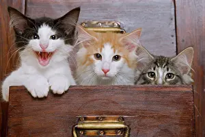 Drawers: Cat - Norwegian Forest kittens peaking out from
