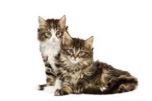 Skogkatt: Cat - Norwegian Forest kittens in studio