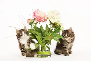 Vases: Cat - Norwegian Forest kittens in studio with vase
