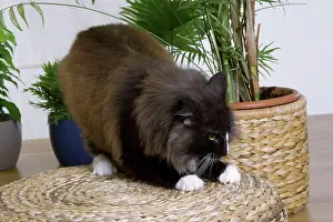 Clawing: Cat - Norwegian Forest scratching / clawing furniture