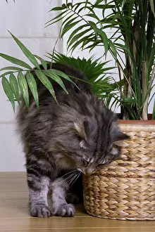 Brushing: Cat - Norwegian Forest Silver Tabby Mackerel &