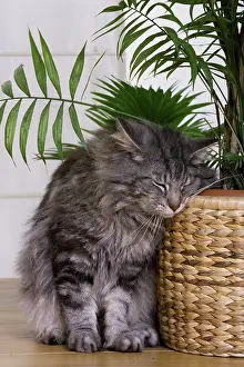 Brushing: Cat - Norwegian Forest Silver Tabby Mackerel &