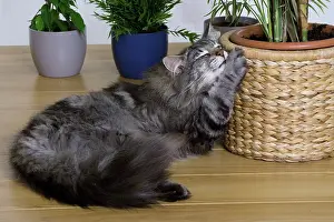 Clawing: Cat - Norwegian Forest Silver Tabby Mackerel &