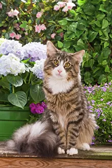 Skogkatt: Cat - Norwegian forest sitting by flowers