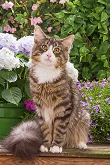 Skogkatt: Cat - Norwegian forest sitting by flowers