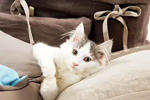 Sofas: Cat - Norwegian kitten